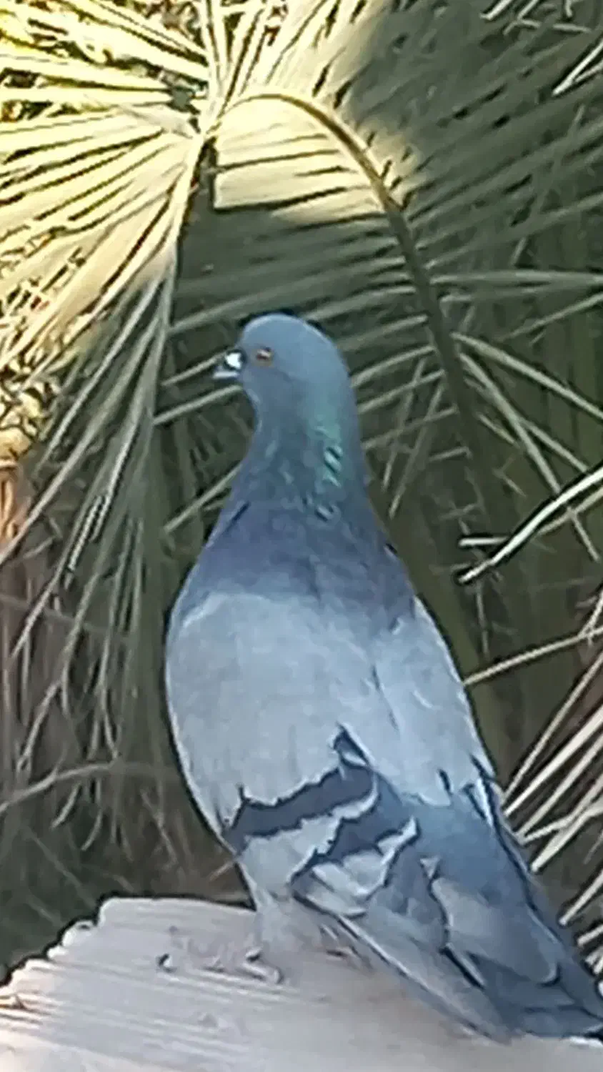 دو کفتر بازی کن|پرنده|ریگان, |دیوار