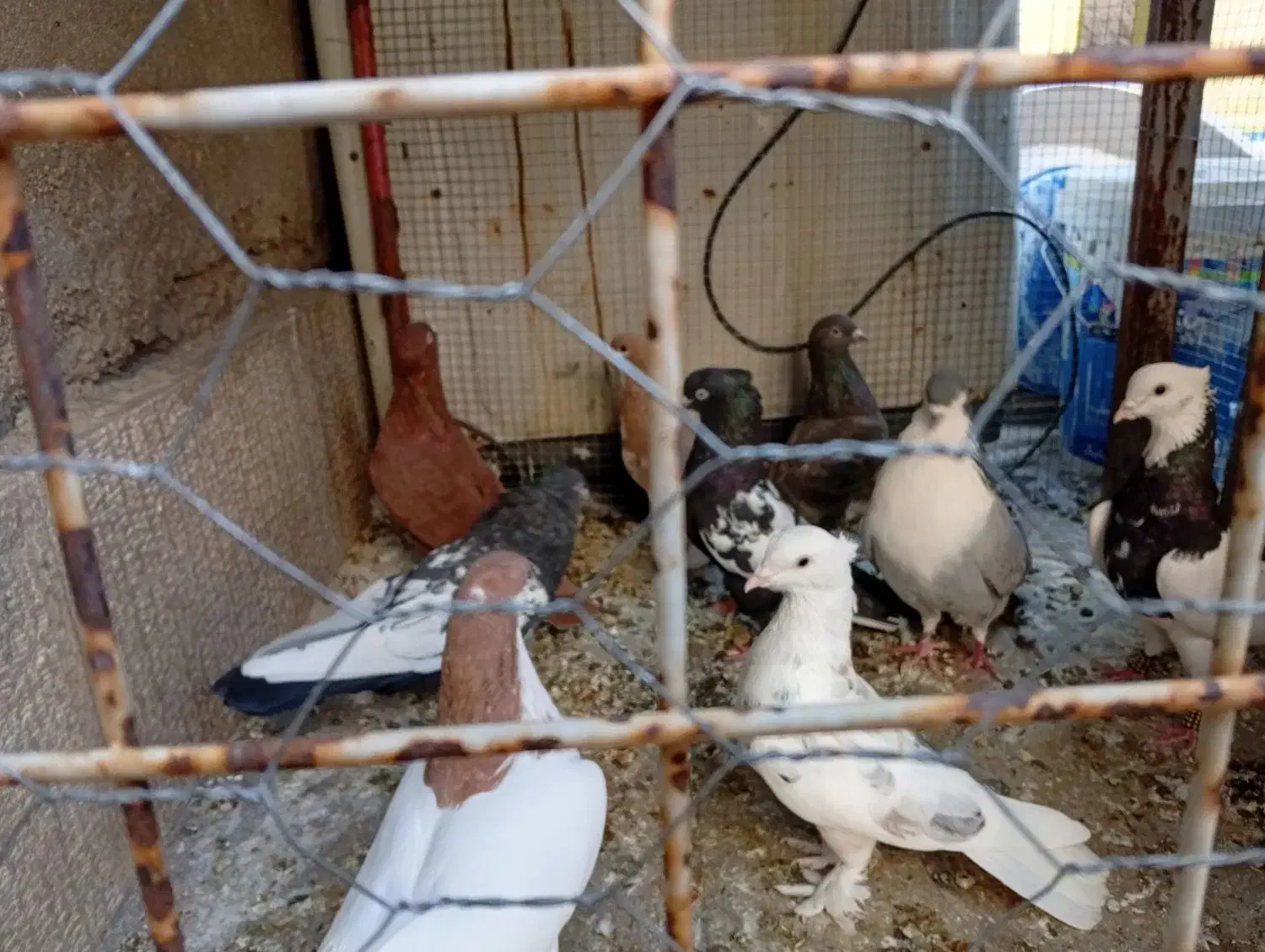 کفتر بهبهانی شهری|پرنده|شیراز, شهرک مهرگان|دیوار