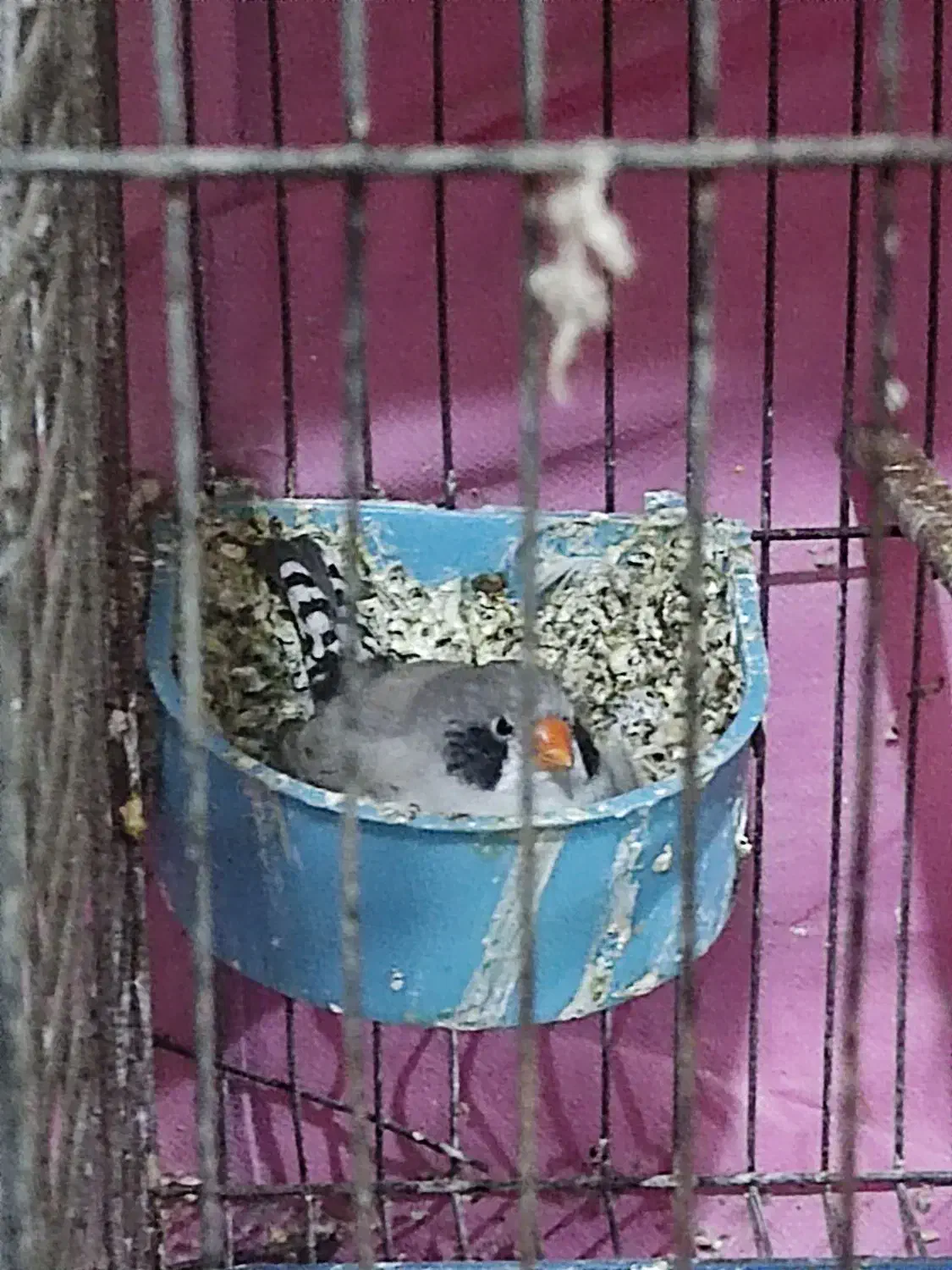 فنچ کینگ|پرنده|مسجد سلیمان, |دیوار