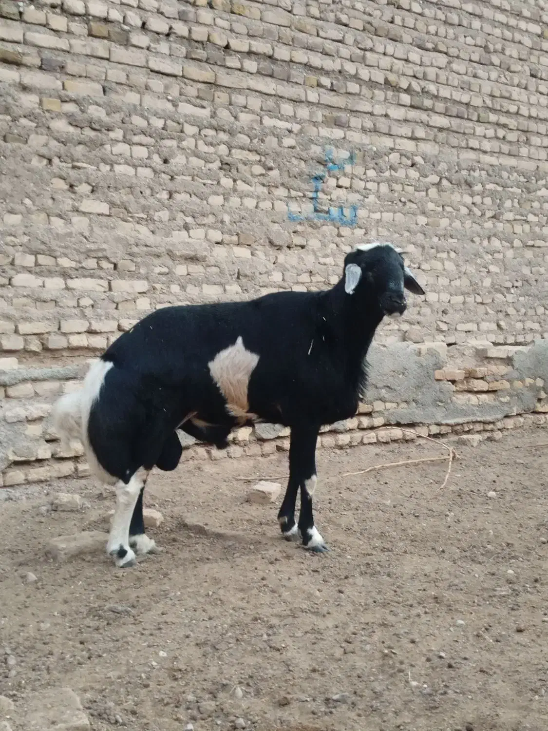 قوچ مو سیم لخت اصل جنس|حیوانات مزرعه|نصر آباد, |دیوار