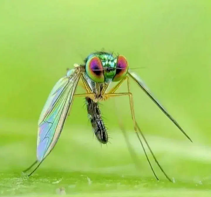 سمپاشی با ضمانت کتبی|خدمات نظافت|قدس, شهرقدس|دیوار