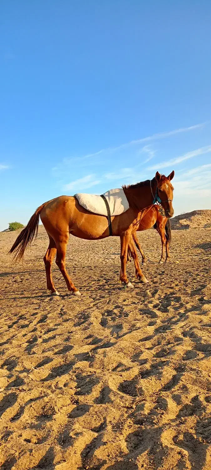 مادیون|اسب و تجهیزات اسب‌سواری|اهواز, شریعتی جنوبی|دیوار