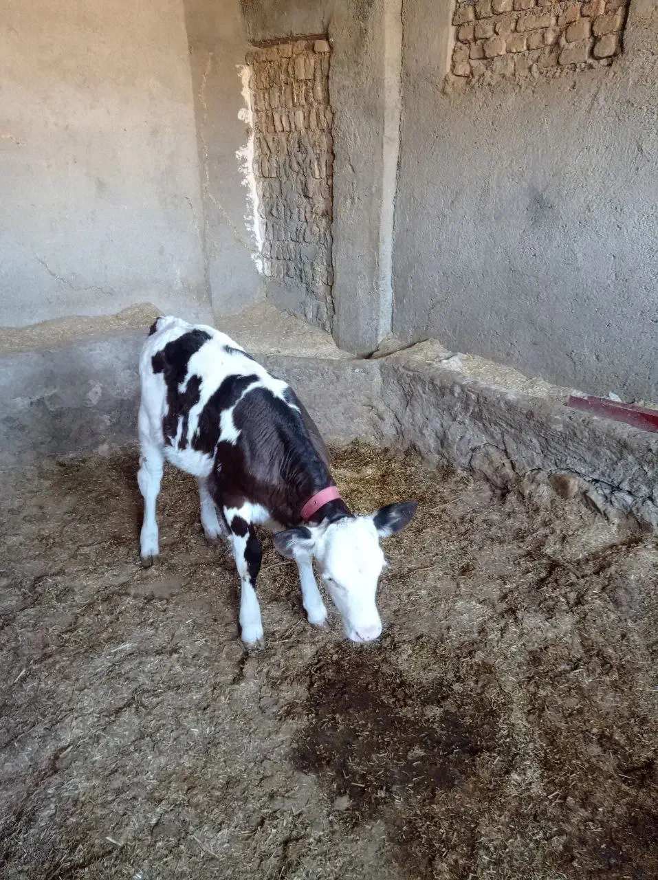 فروش گوساله سیمینتال ماده|حیوانات مزرعه|پلدختر, |دیوار
