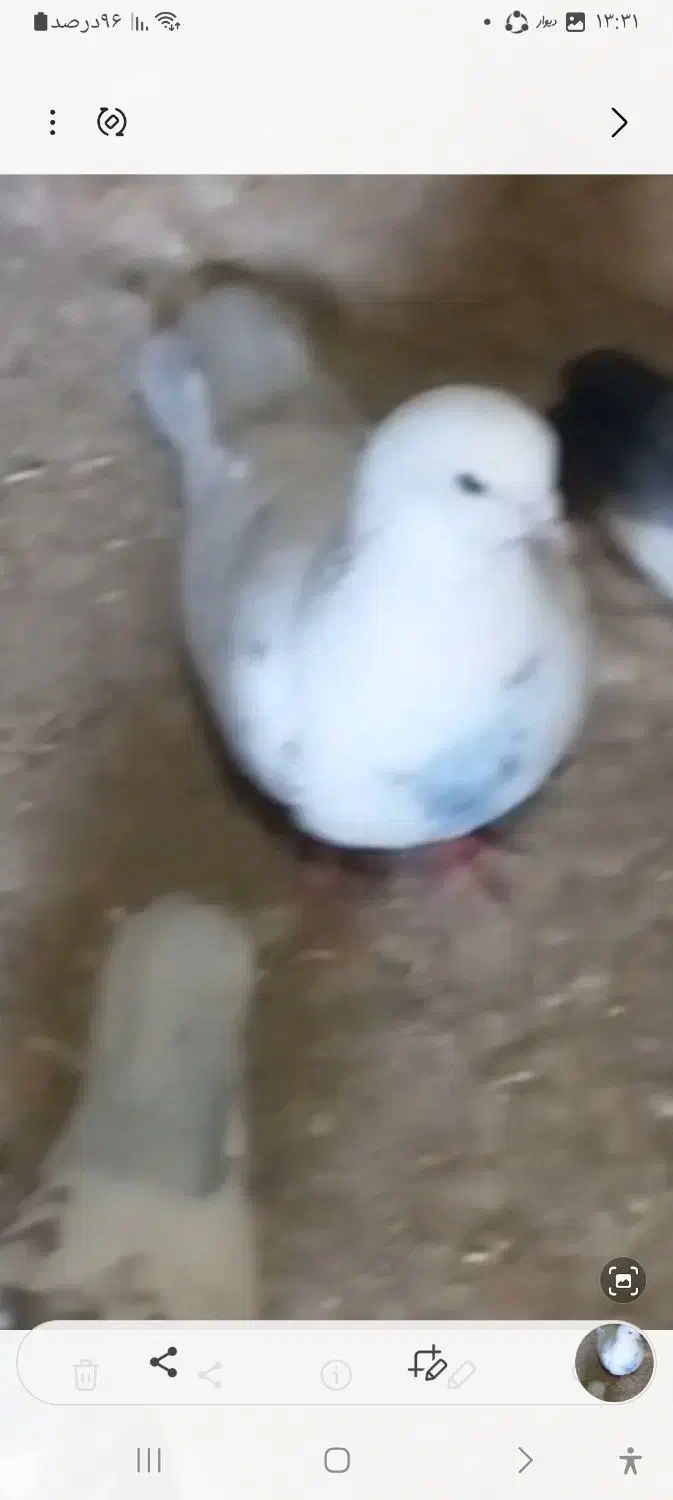 نره|پرنده|سردرود, |دیوار