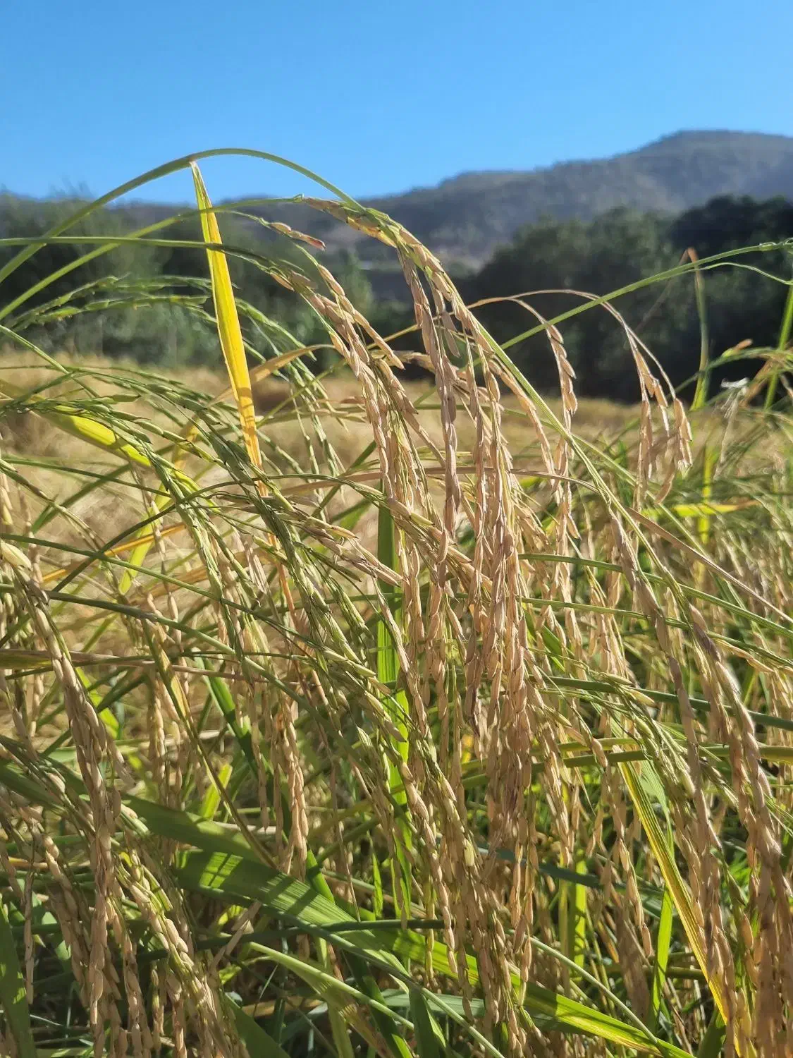 برنج دم سیاه|خوردنی و آشامیدنی|مینودشت, |دیوار