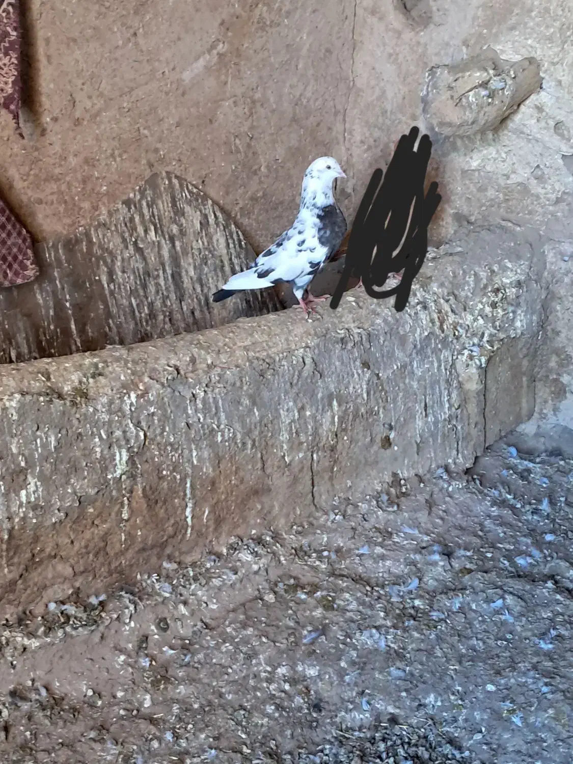 کبوتر  .پرشی|پرنده|کوهین, |دیوار