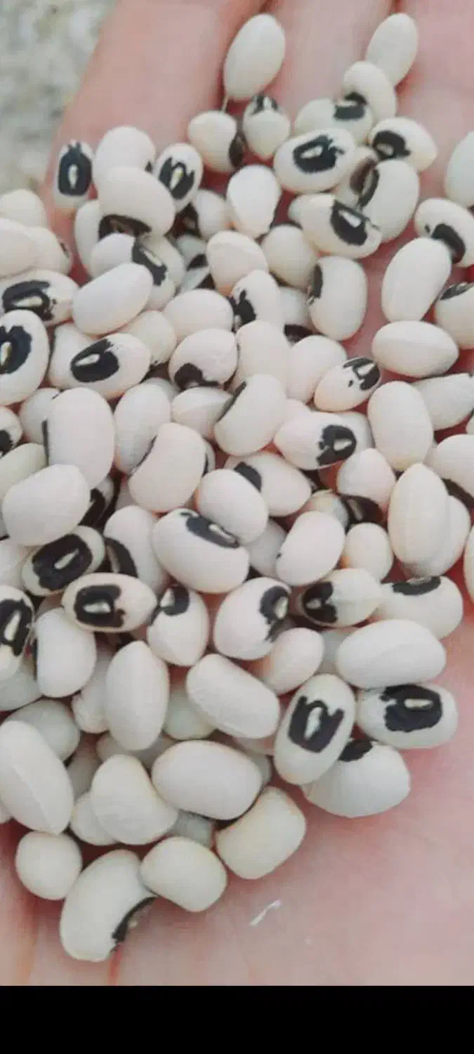 لوبیا چش بلبلی درجه یک کیلویی135 تومان|خوردنی و آشامیدنی|چگنی, |دیوار