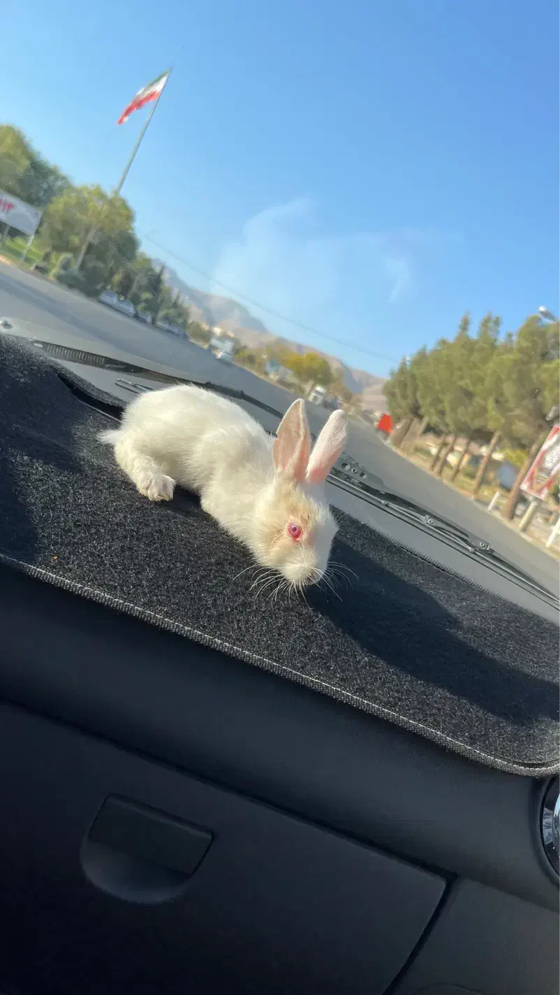 خرگوش چشم شرابی|موش و خرگوش|محلات, |دیوار