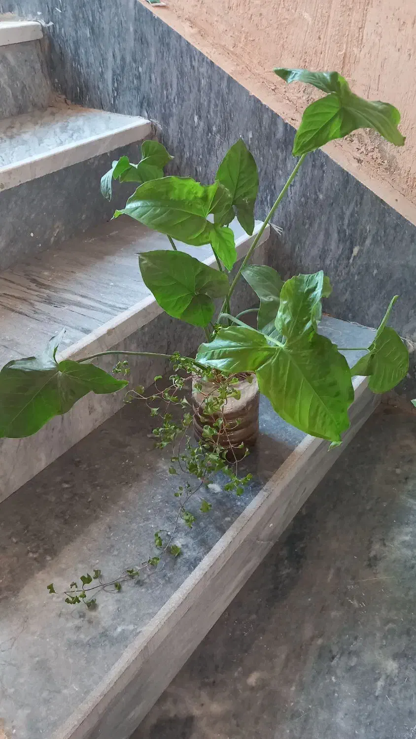 زیبا گل|گل و گیاه طبیعی|اسلامآباد غرب, |دیوار