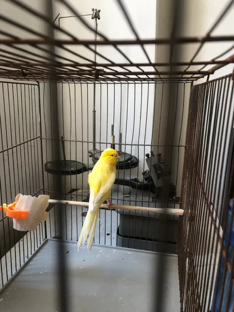 قناری رسمی بلند|پرنده|فردیس, فردیس|دیوار