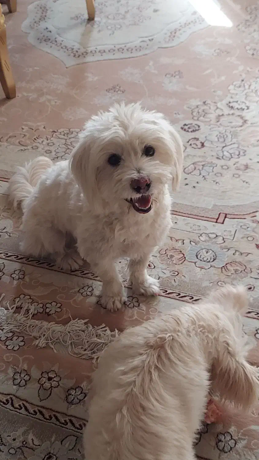 سگ گمشده|سگ|یزد, |دیوار