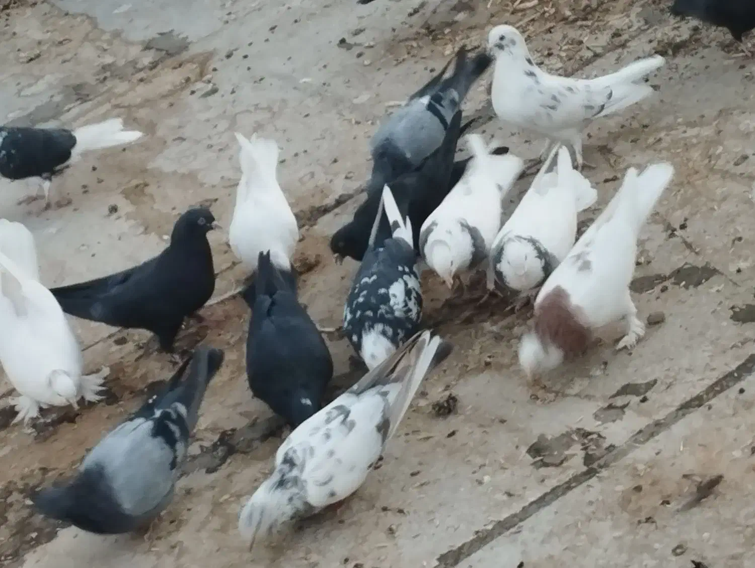 کبوتر|پرنده|جونقان, |دیوار