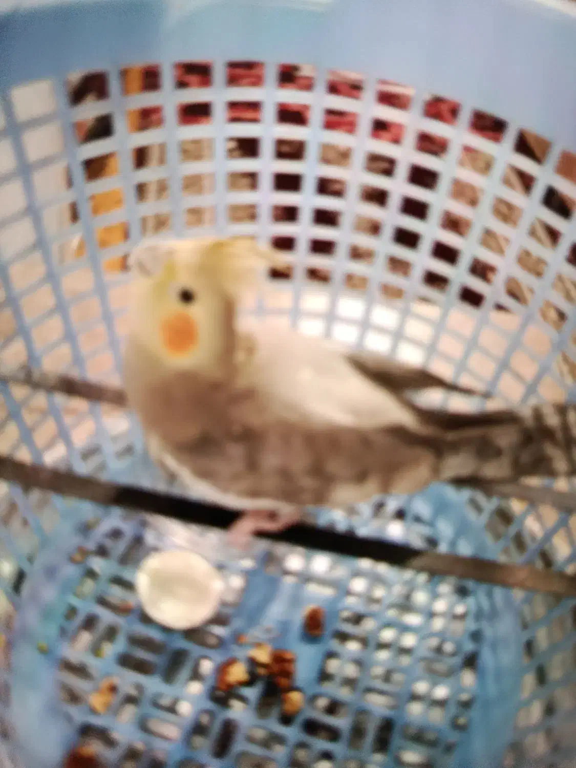 عروس هلندی|پرنده|کرج, برغان|دیوار