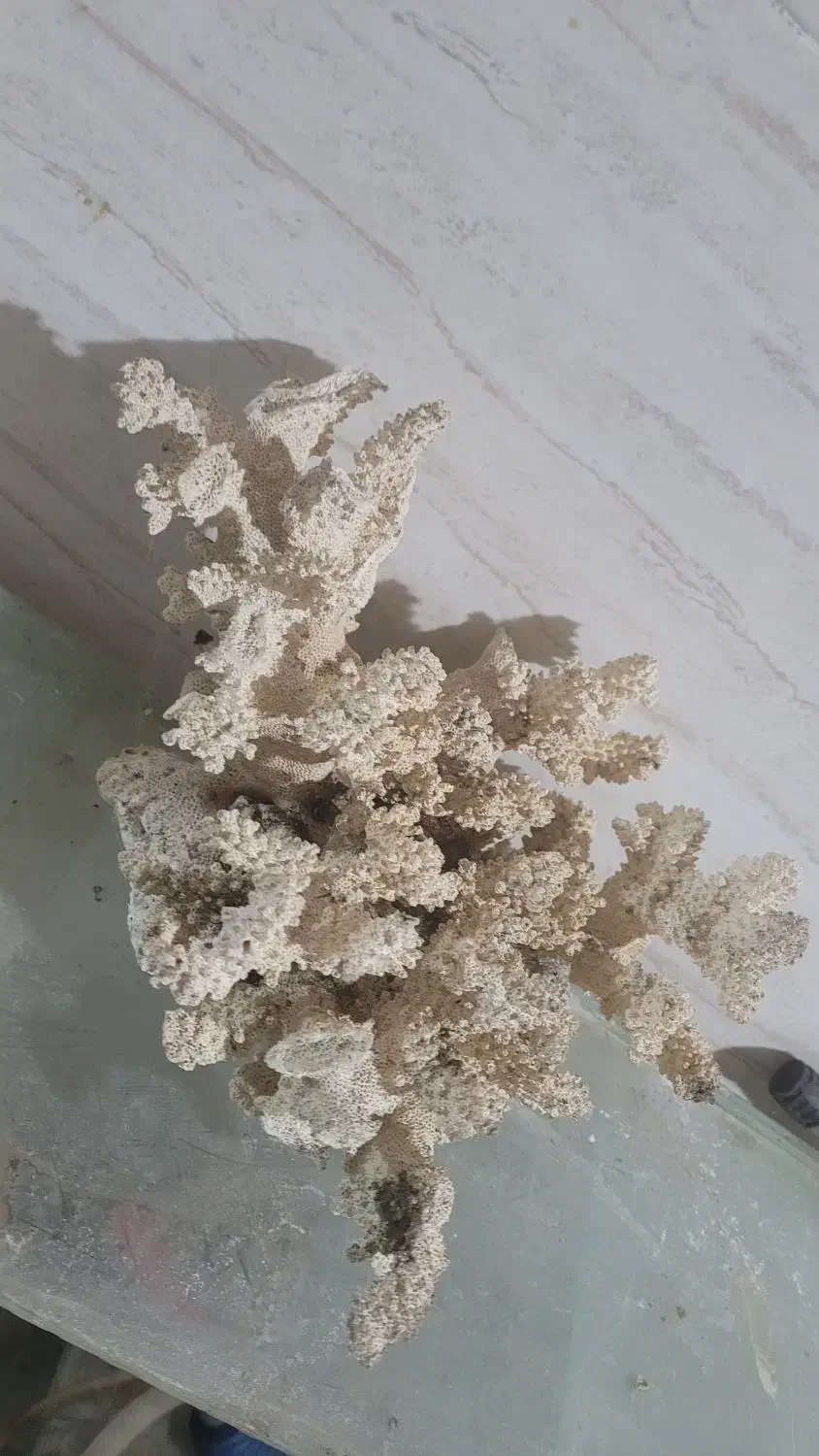 آکواریم|ماهی|لنگرود, |دیوار