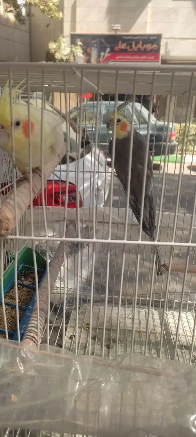 جفت عروس هلندی|پرنده|مشهد, امام خمینی|دیوار