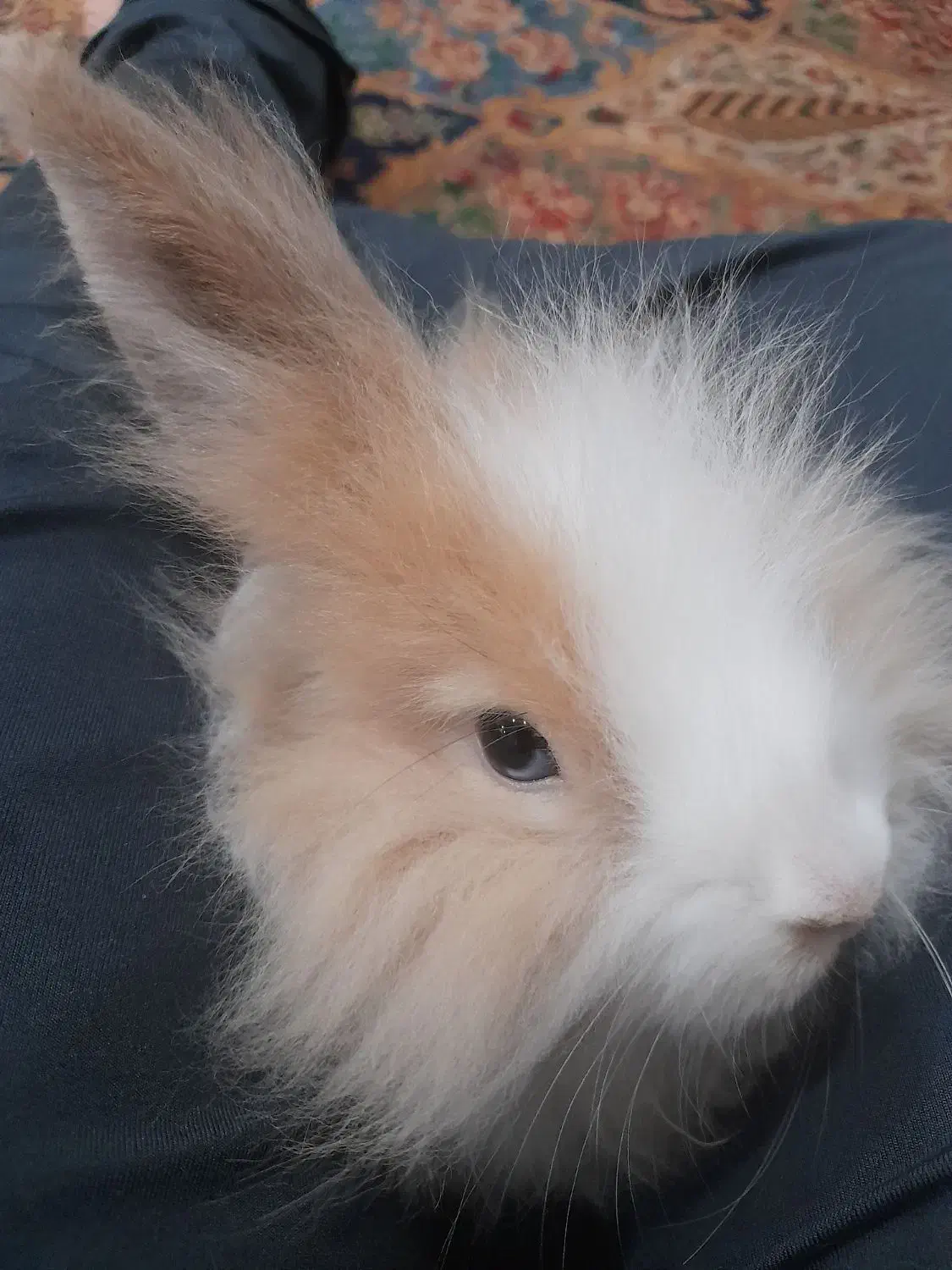 خرگوش از نژاد لوپ|موش و خرگوش|اهواز, کوی ملی راه|دیوار