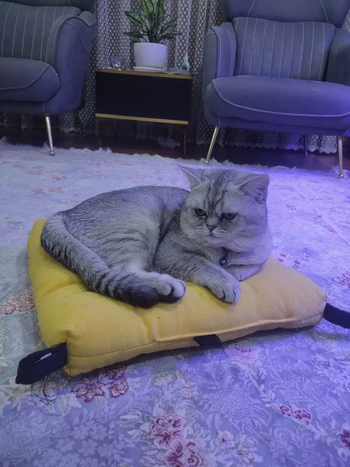 گربه بریتیش|گربه|زنجان, |دیوار