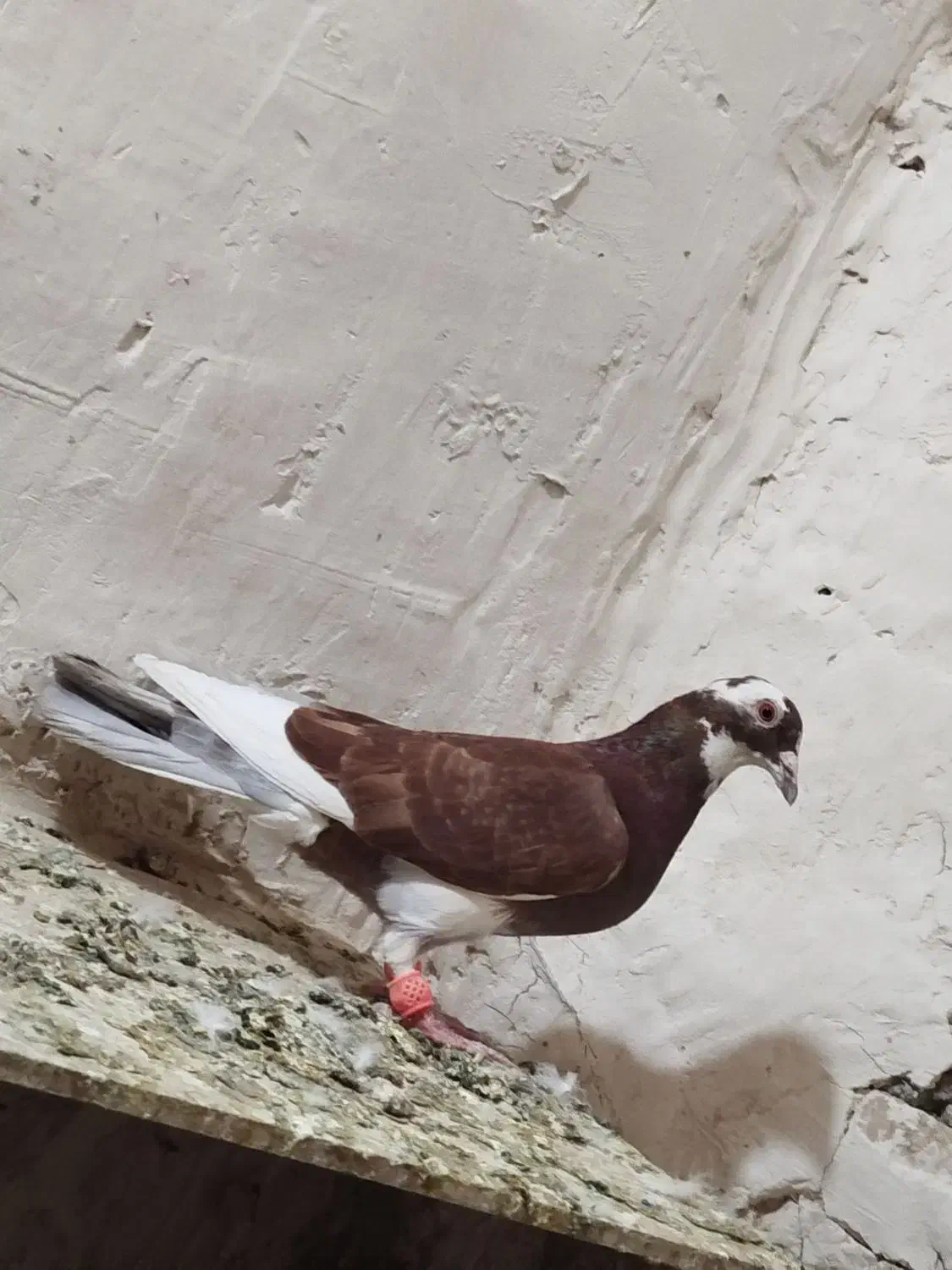 مینا سرخ|پرنده|تربتحیدریه, حاجی یار|دیوار