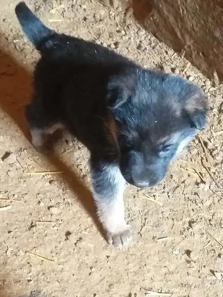 سگ نگهبان|سگ|تهران, پاسداران|دیوار