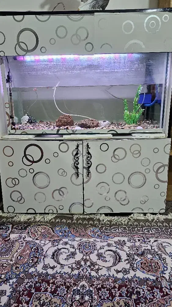 اکواریوم|ماهی|شیراز, گویم|دیوار