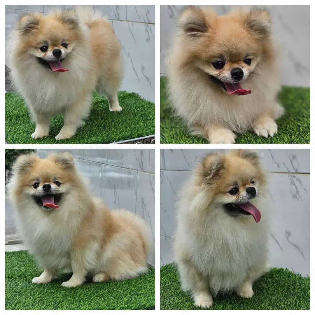 پامرخرسی بوفیس وارداتی|سگ|گرگان, |دیوار