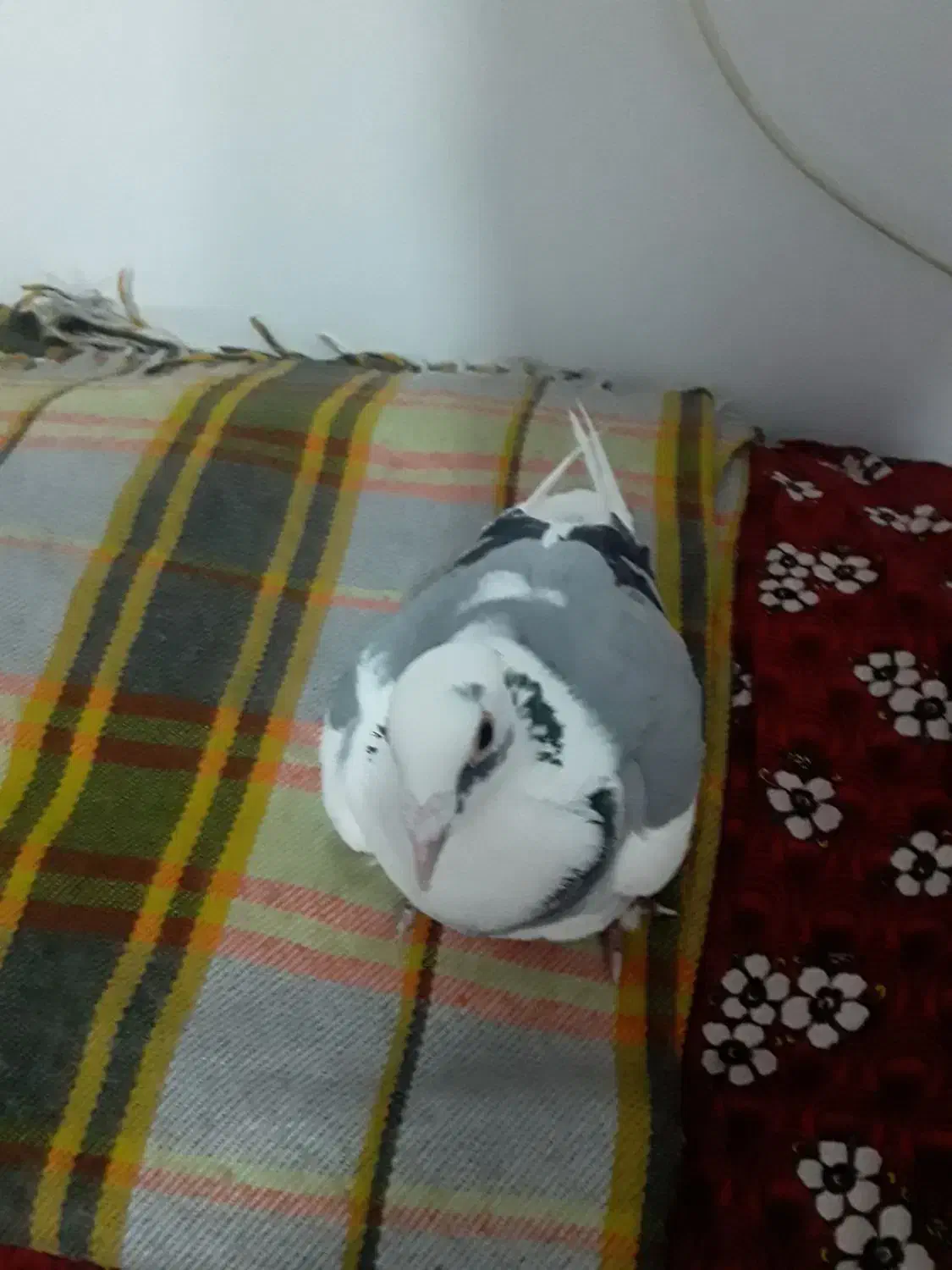 کبوتردوبرصیدشده|پرنده|سراب, |دیوار