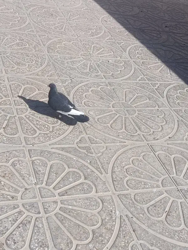 کبوتر قره سیاه|پرنده|آباده, |دیوار