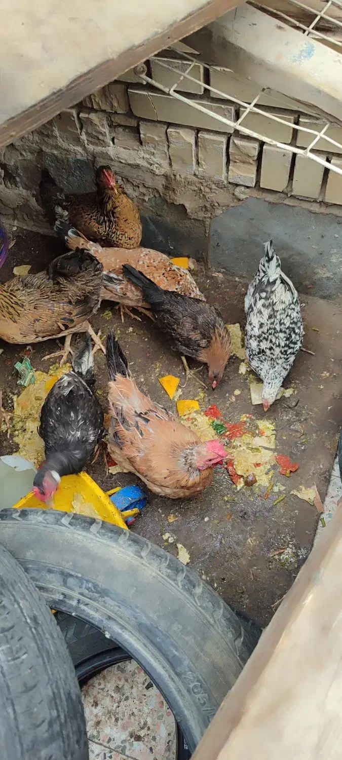 حیوانات مزرعه|حیوانات مزرعه|بندر ماهشهر, |دیوار