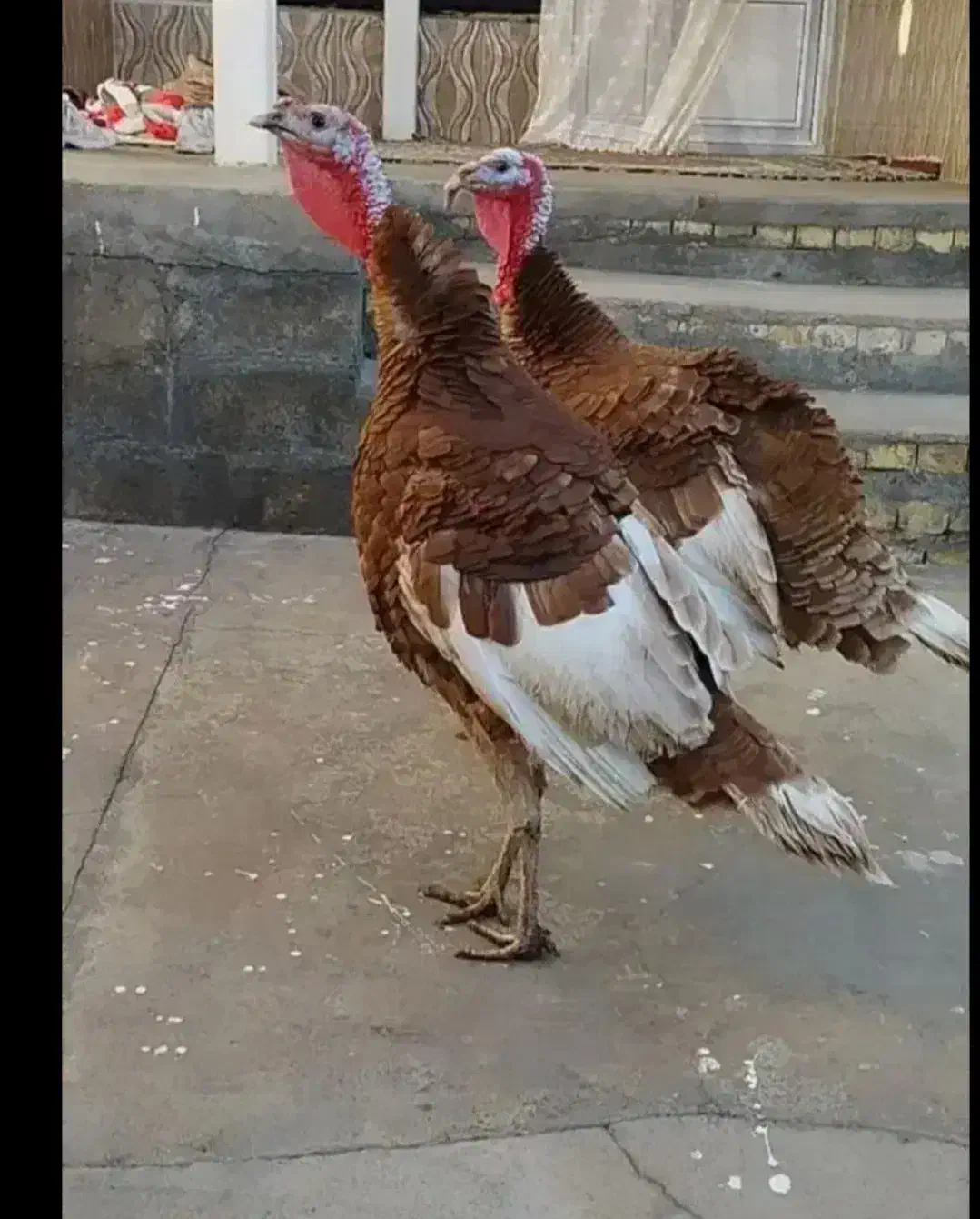 بوقلمون محلی|حیوانات مزرعه|دهگلان, |دیوار