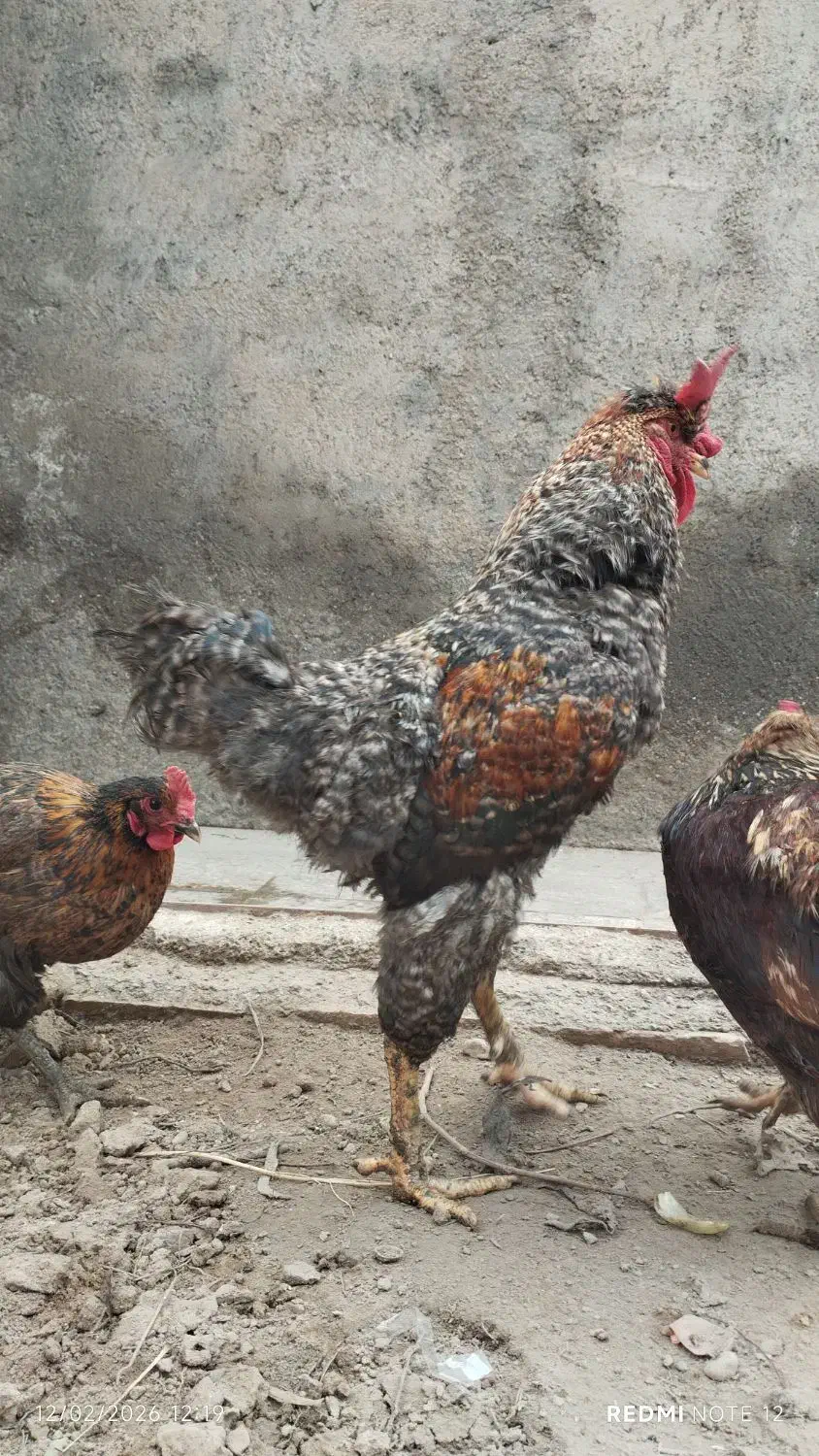 خروس|حیوانات مزرعه|زیرکوه, |دیوار