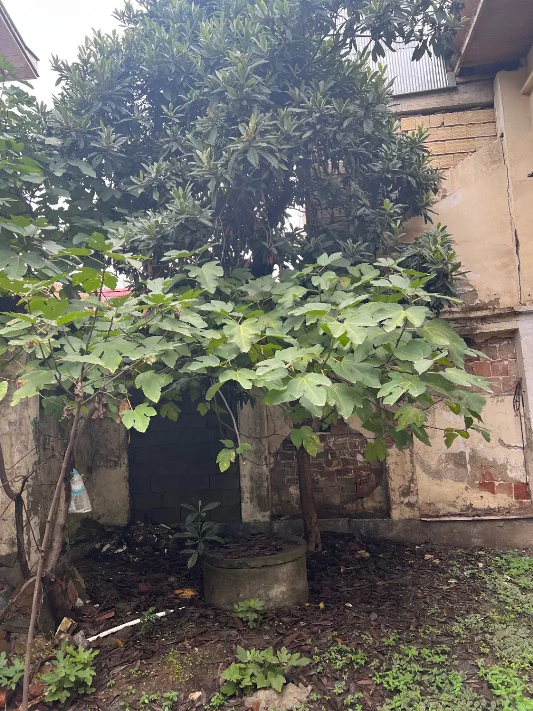 ویلایی مطهری ۱۸۰متری سه بر|فروش خانه و ویلا|رشت, بازار|دیوار