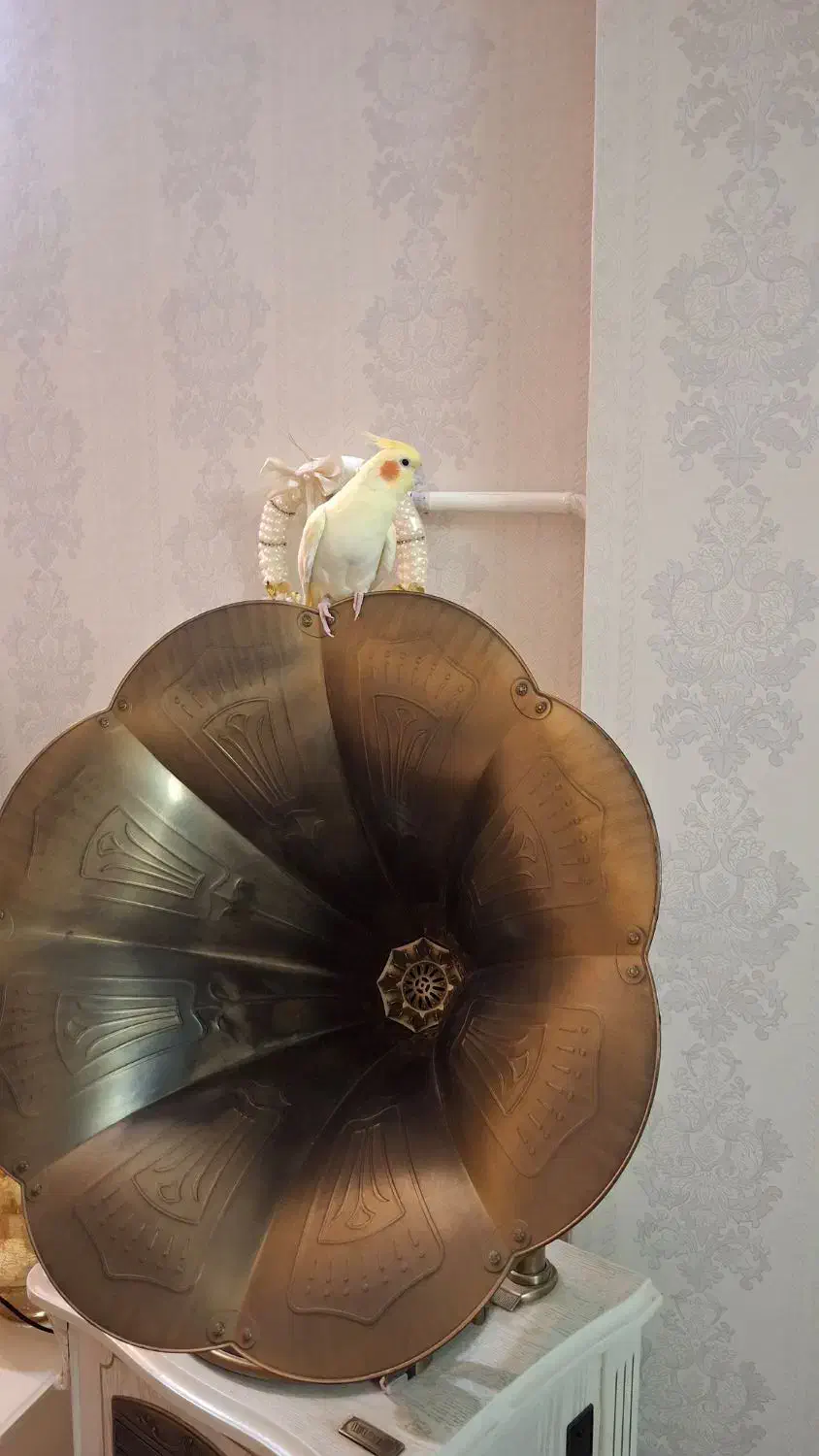 عروس هلندی نر آماده سن. یک سال|پرنده|قدس, شهر‌قدس|دیوار