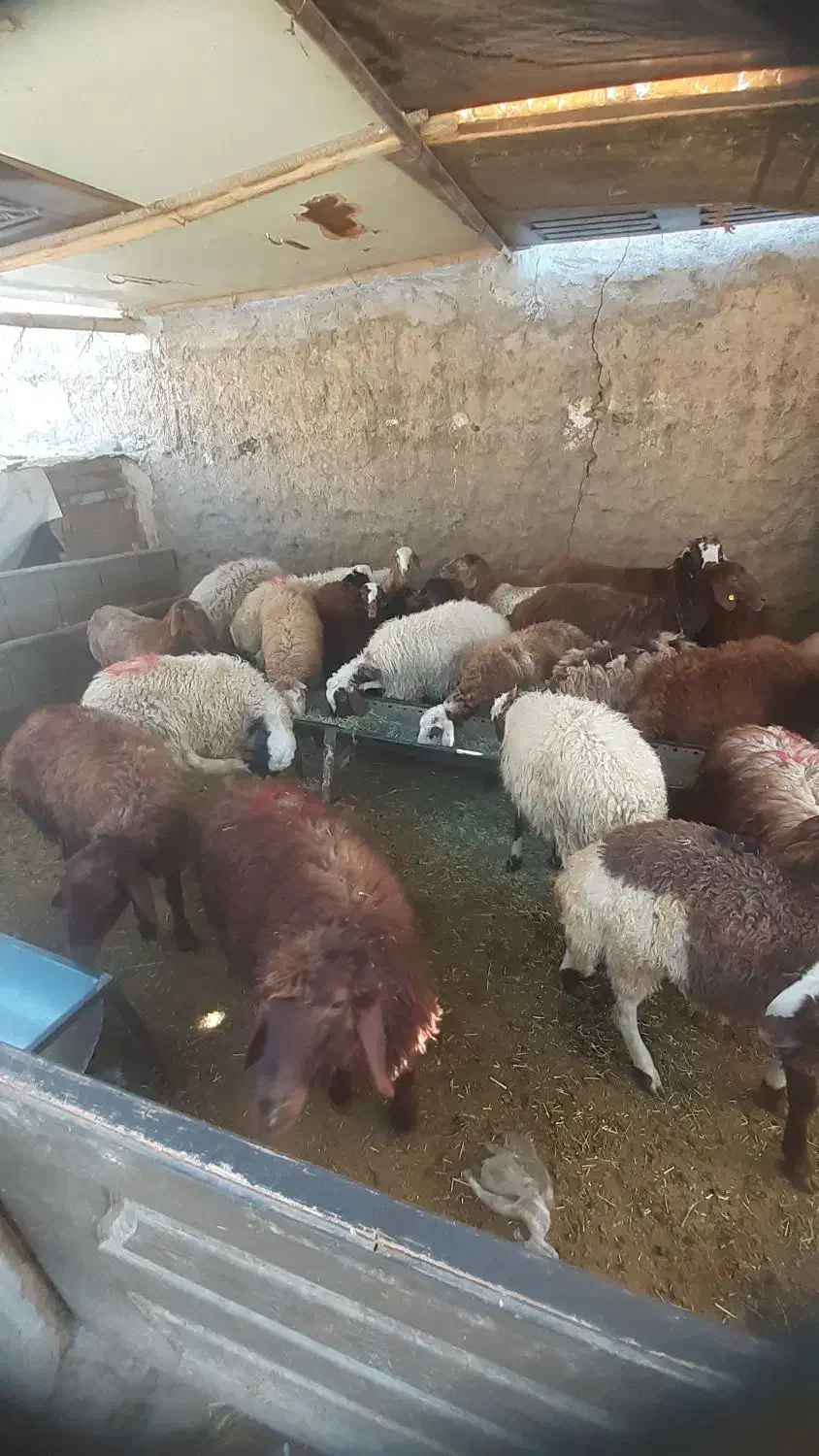 گوسفندزنده|حیوانات مزرعه|وحیدیه, |دیوار