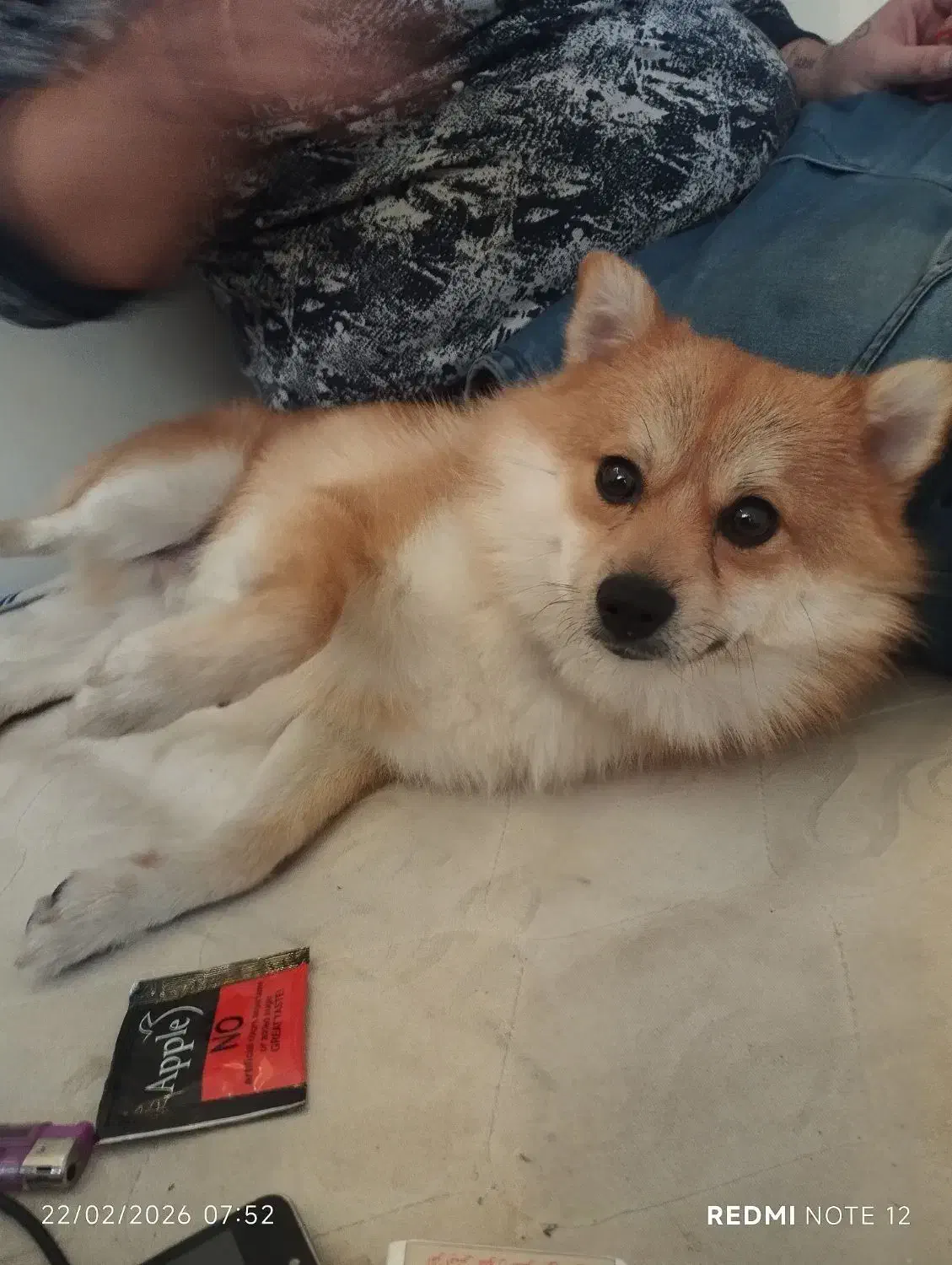 حیوان خانگی|سگ|پردیس, فاز ۱|دیوار