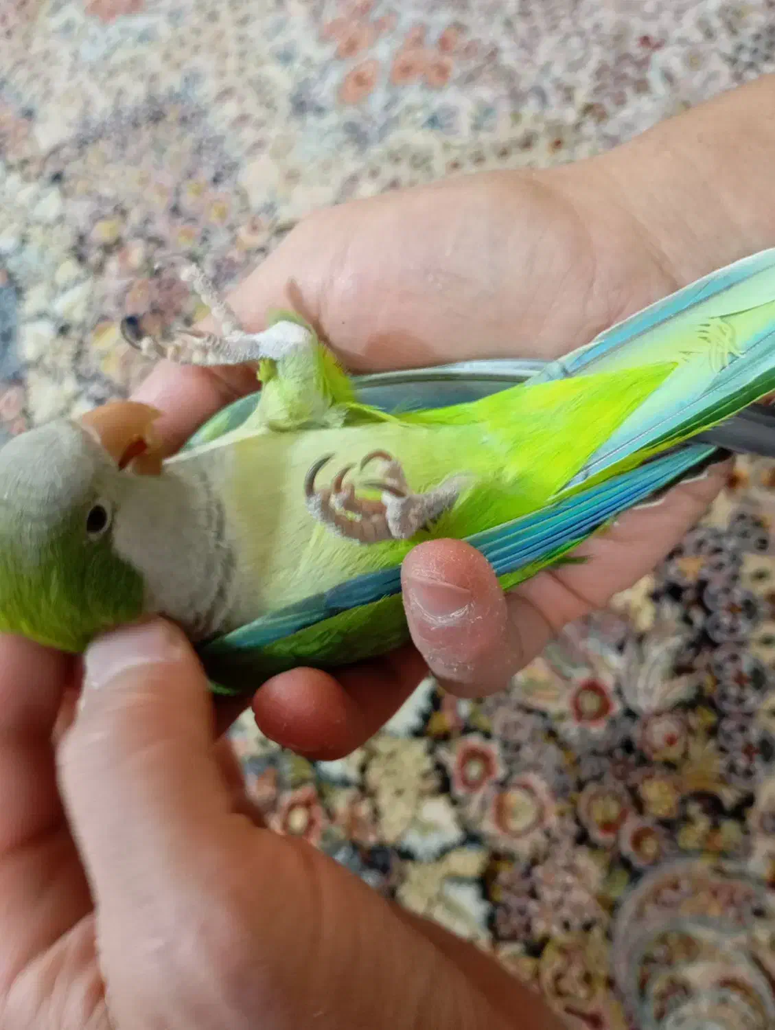 راهب بازی گوش|پرنده|فردیس, شهرک ۱۱۰|دیوار