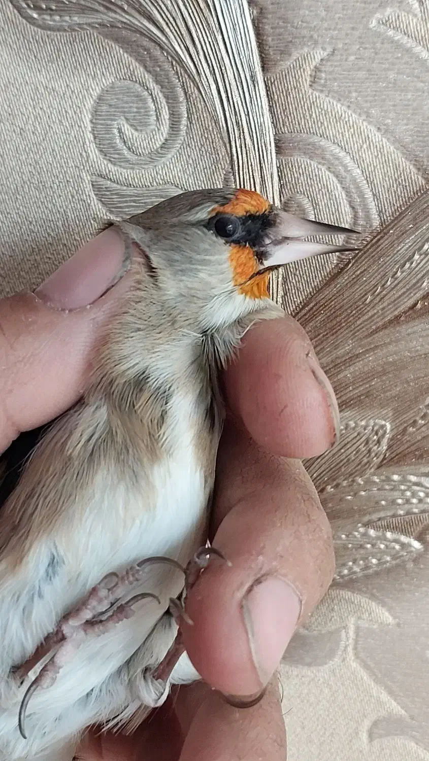 سهره|پرنده|ابریشم, |دیوار