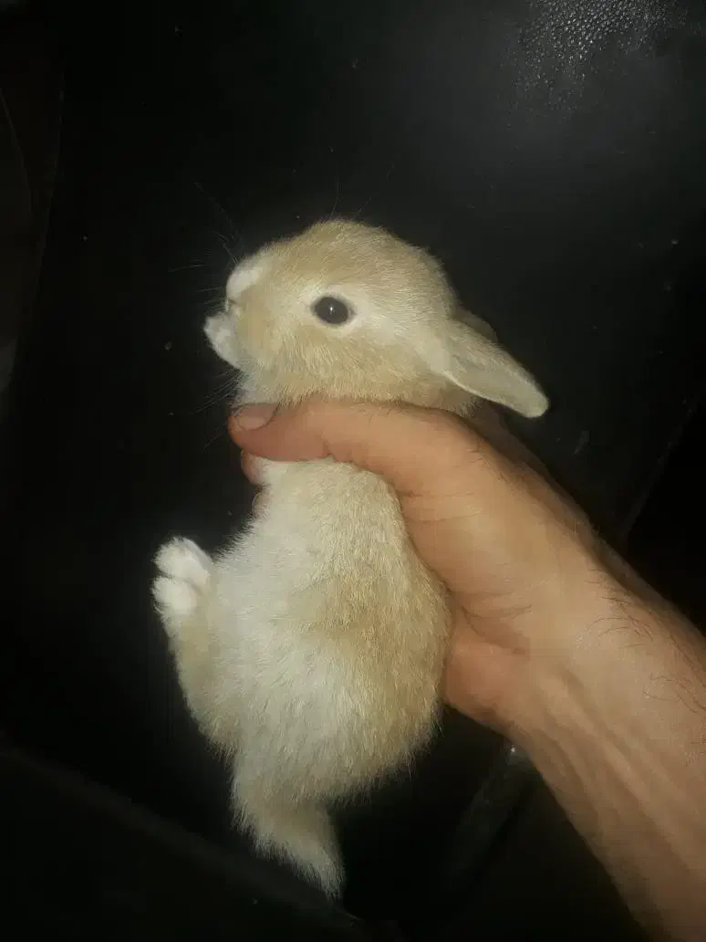 خرگوش|موش و خرگوش|رامهرمز, |دیوار