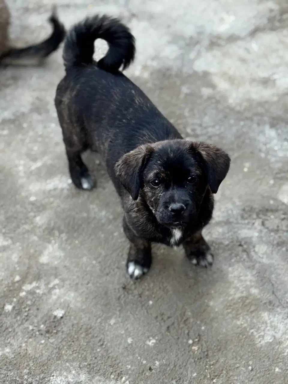 توله شیتزو تریر۴ماهه قیمت یک میلیون و دویست|سگ|خرمآباد, |دیوار