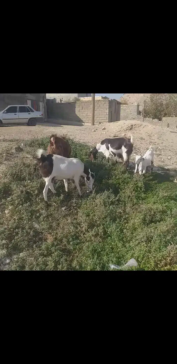 بز افغانی|حیوانات مزرعه|سیوان, |دیوار