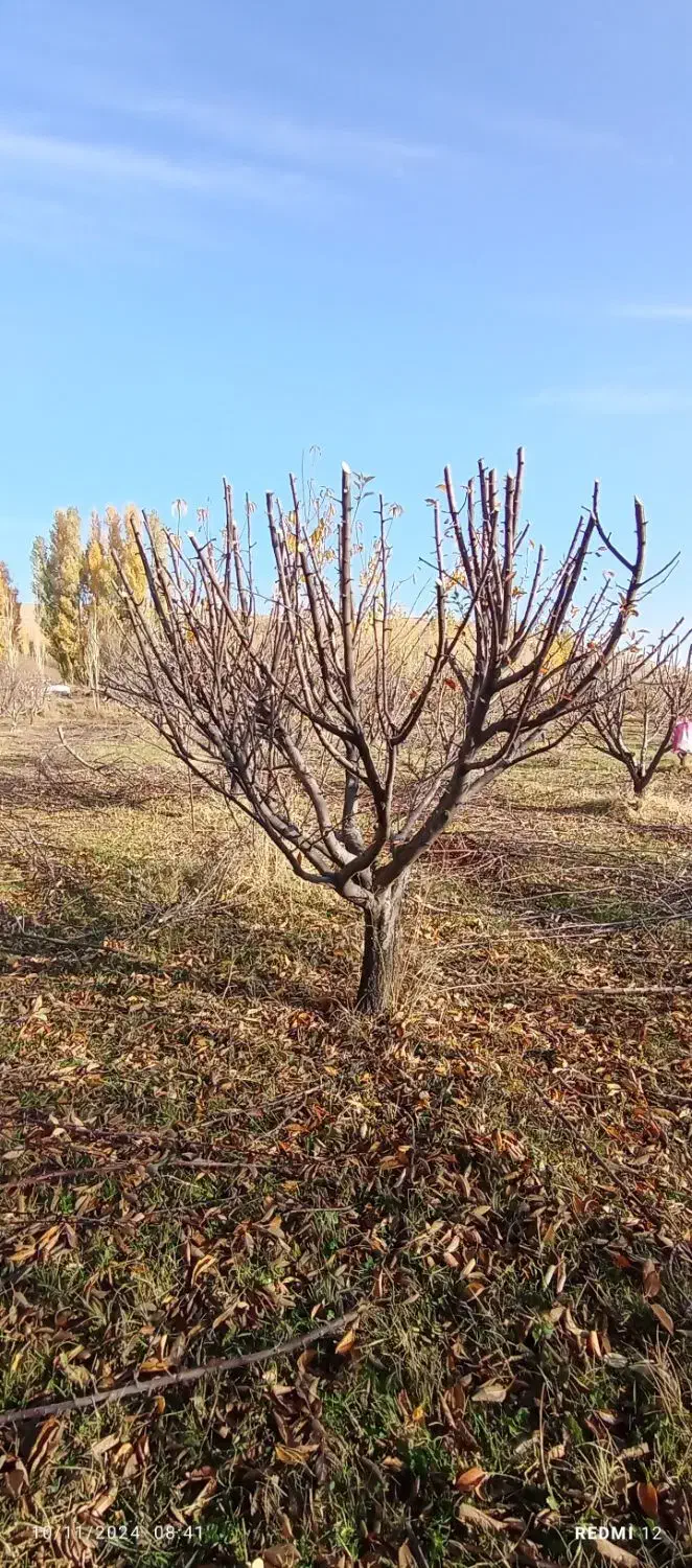 هرس انواع درخت تخصصی مهندسی|خدمات باغبانی و درختکاری|بروجرد, |دیوار