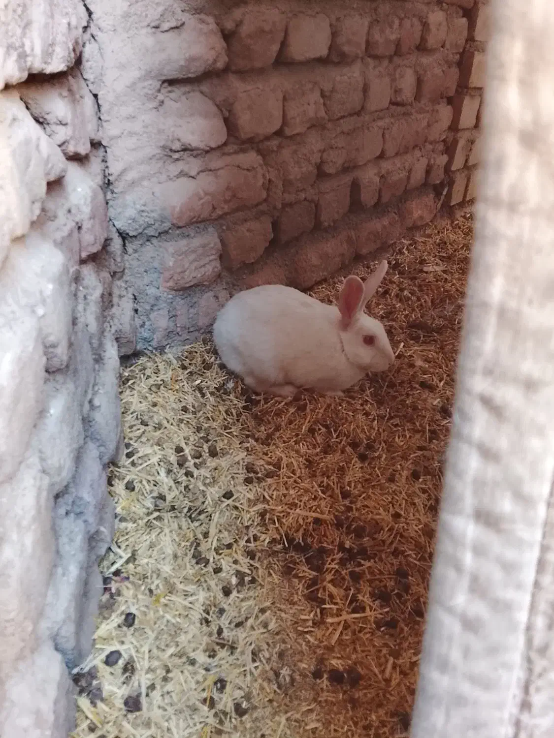 دوعدد خرگوش نر|موش و خرگوش|زرند, |دیوار