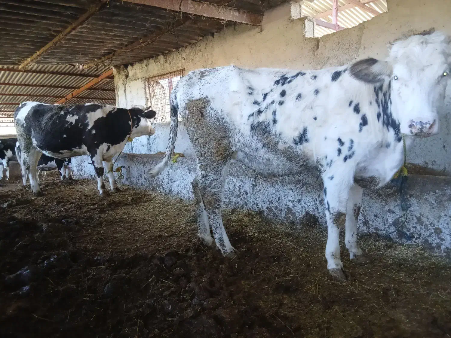 فروش دوراس تلیسه آبستن سیمینتال شکم اول|حیوانات مزرعه|اسلام آباد, |دیوار