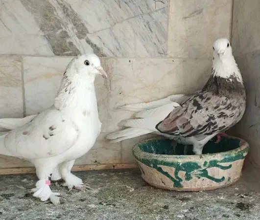 کفتر کبوتر|پرنده|تهران, دولتخواه شمالی|دیوار