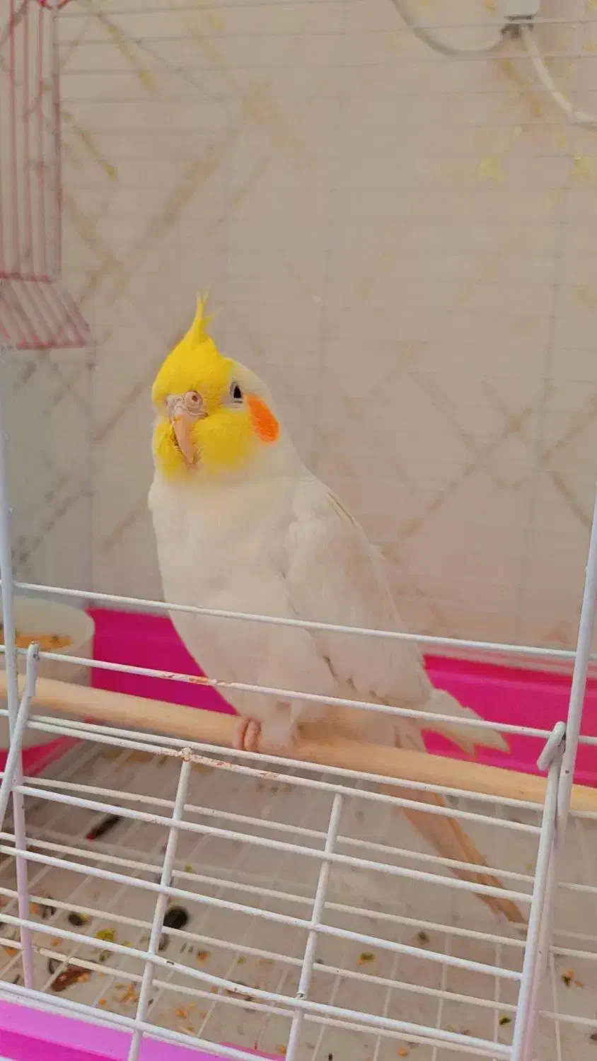 عروس هلندی سخنگو|پرنده|شهرکرد, |دیوار