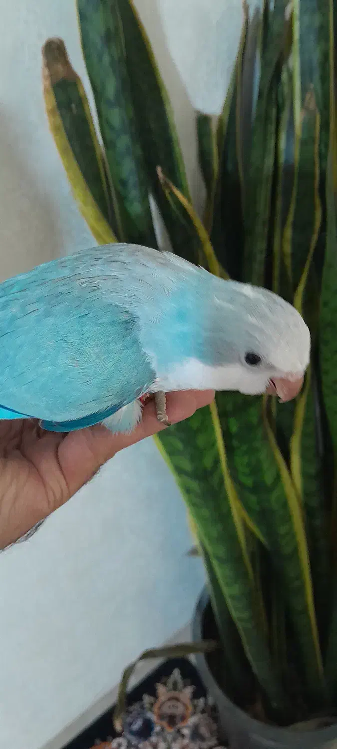 دنیای رنگی جوجه های راهب خرید مستقیم|پرنده|تهران, آهنگ|دیوار