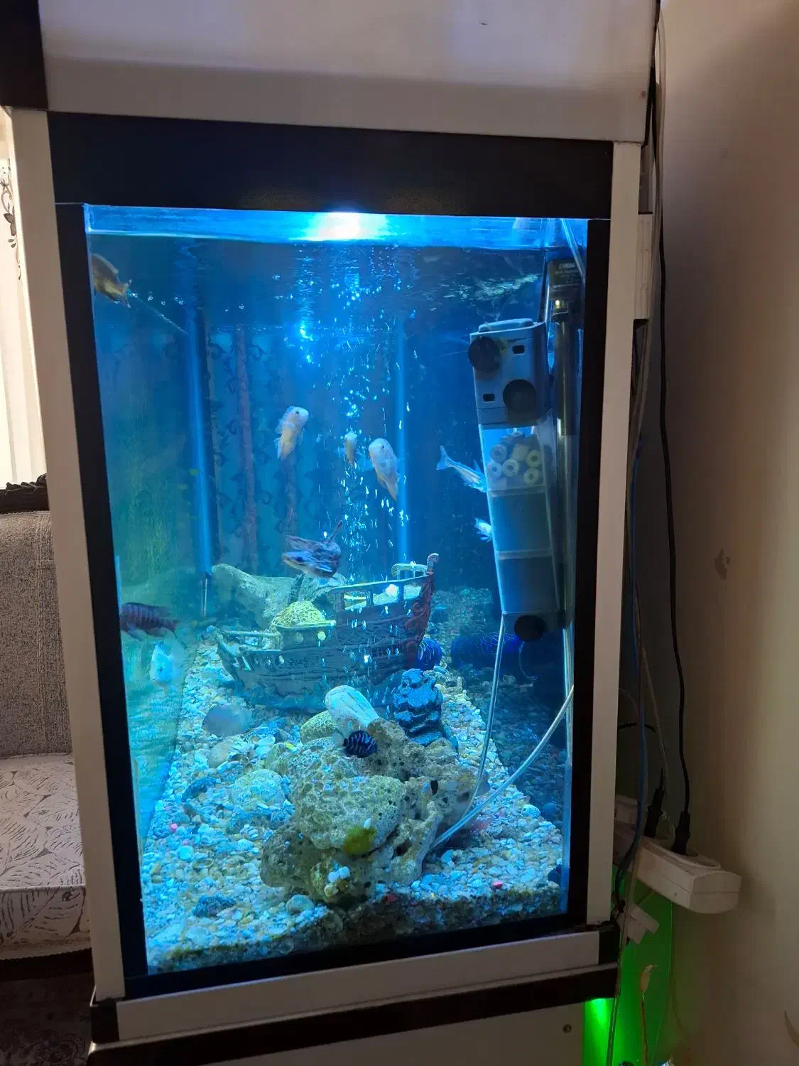 آکواریوم|ماهی|مشهد, احمدآباد|دیوار