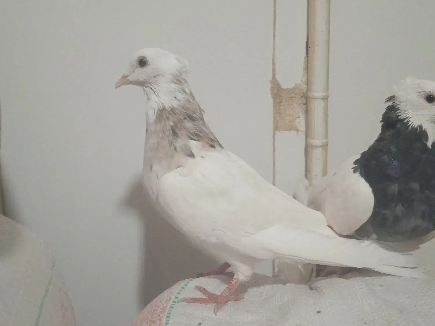 طوقی صرب کفتر سینه کله نقش رنگی|پرنده|خانمیرزا, |دیوار