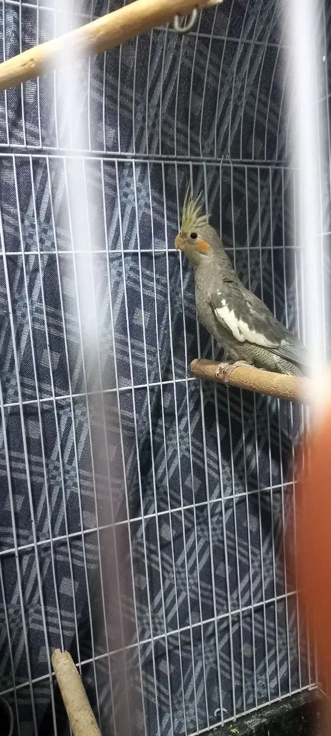 جوجه عروس نر|پرنده|بم, |دیوار