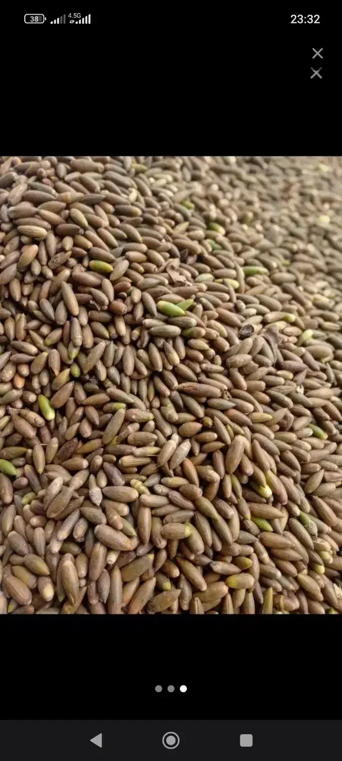 بلوط درجه یک|حیوانات مزرعه|باغ ملک, |دیوار