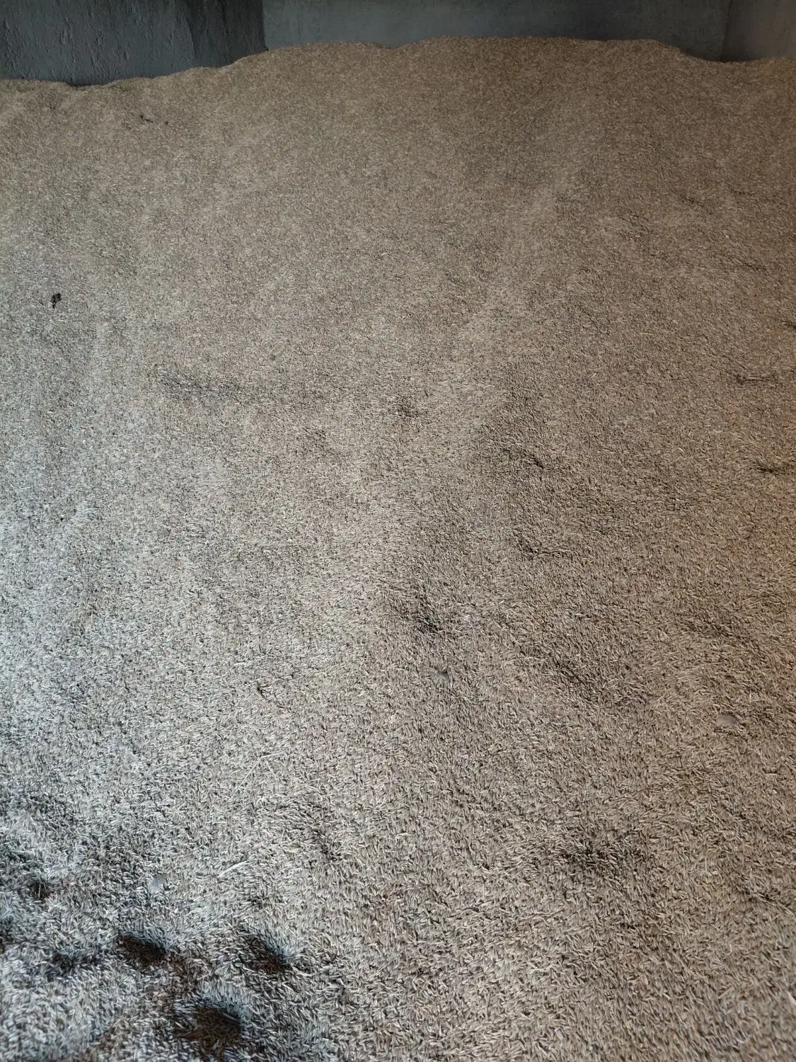 جو بزری|خدمات باغبانی و درختکاری|کبودرآهنگ, |دیوار